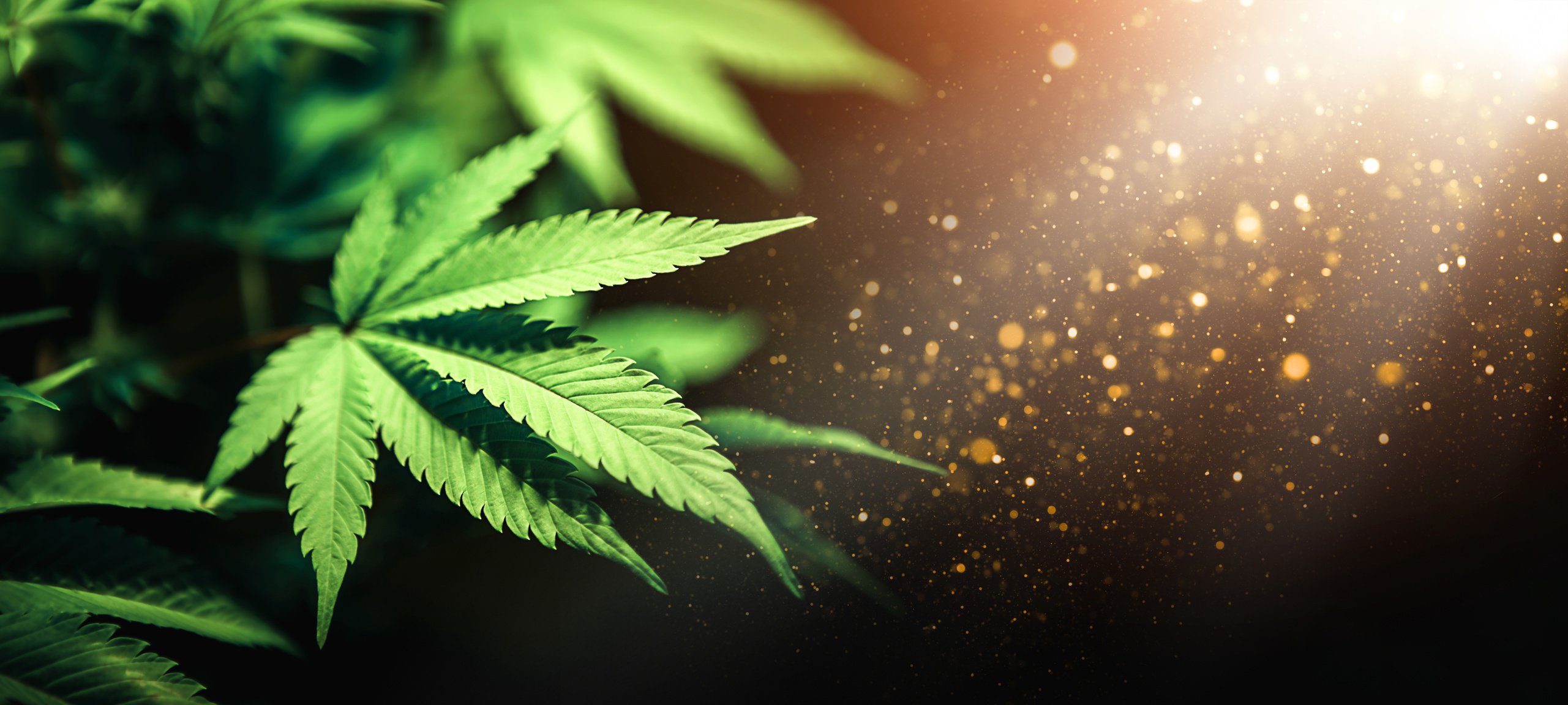 Green Cannabis Leaf on Black Background